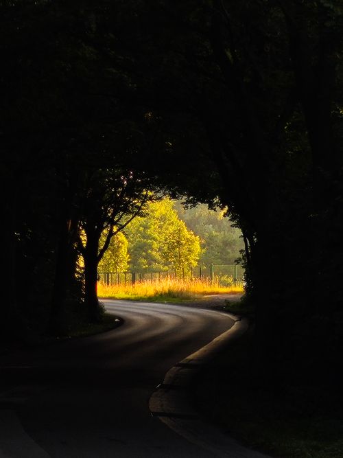 Free A tranquil curved road through a lush forest in Germany during daylight. Stock Photo