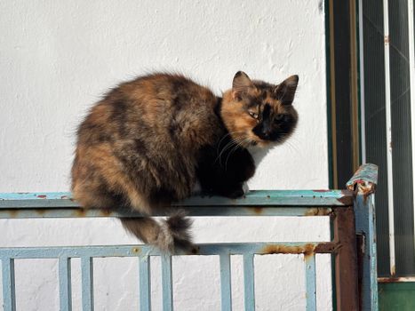 cat photo