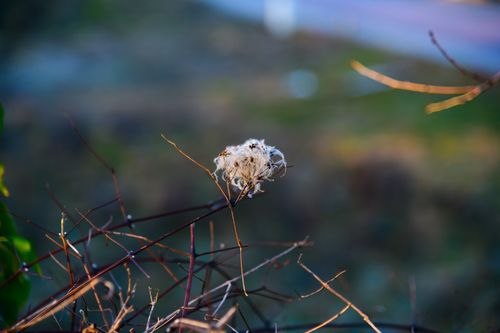 Free Detailed view of a dried plant against a soft, blurred background, showcasing texture and natural beauty. Stock Photo