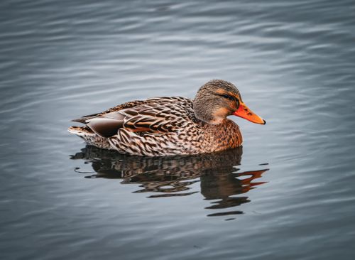 Free A solitary mallard duck gently floats on calm water, showcasing natural beauty and serenity. Stock Photo