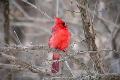 Free Close-up of a bright red Northern Cardinal perched on a branch in a winter forest setting. Stock Photo