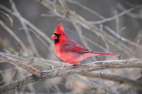 Free Northern cardinal in striking red plumage sits on a branch against a winter backdrop. Stock Photo
