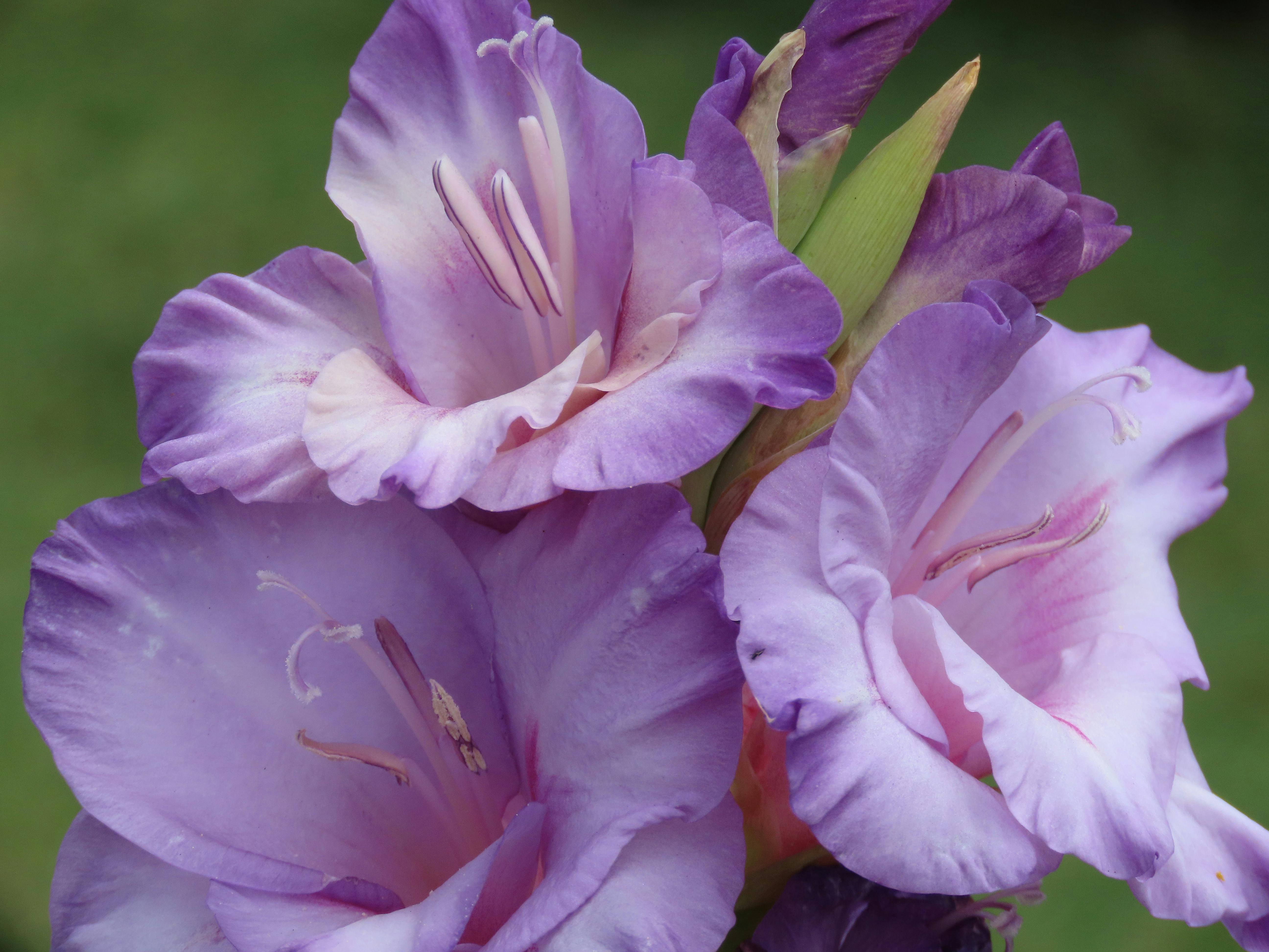 Gardening Secrets For A Lush Garden