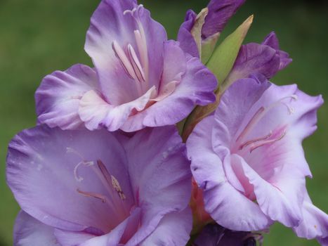 Close-up of vibrant purple gladiolus flowers in full bloom, capturing their delicate petals.