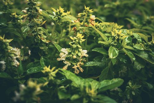 Free Macro shot of lush green basil plants outdoors, perfect for culinary and gardening themes. Stock Photo