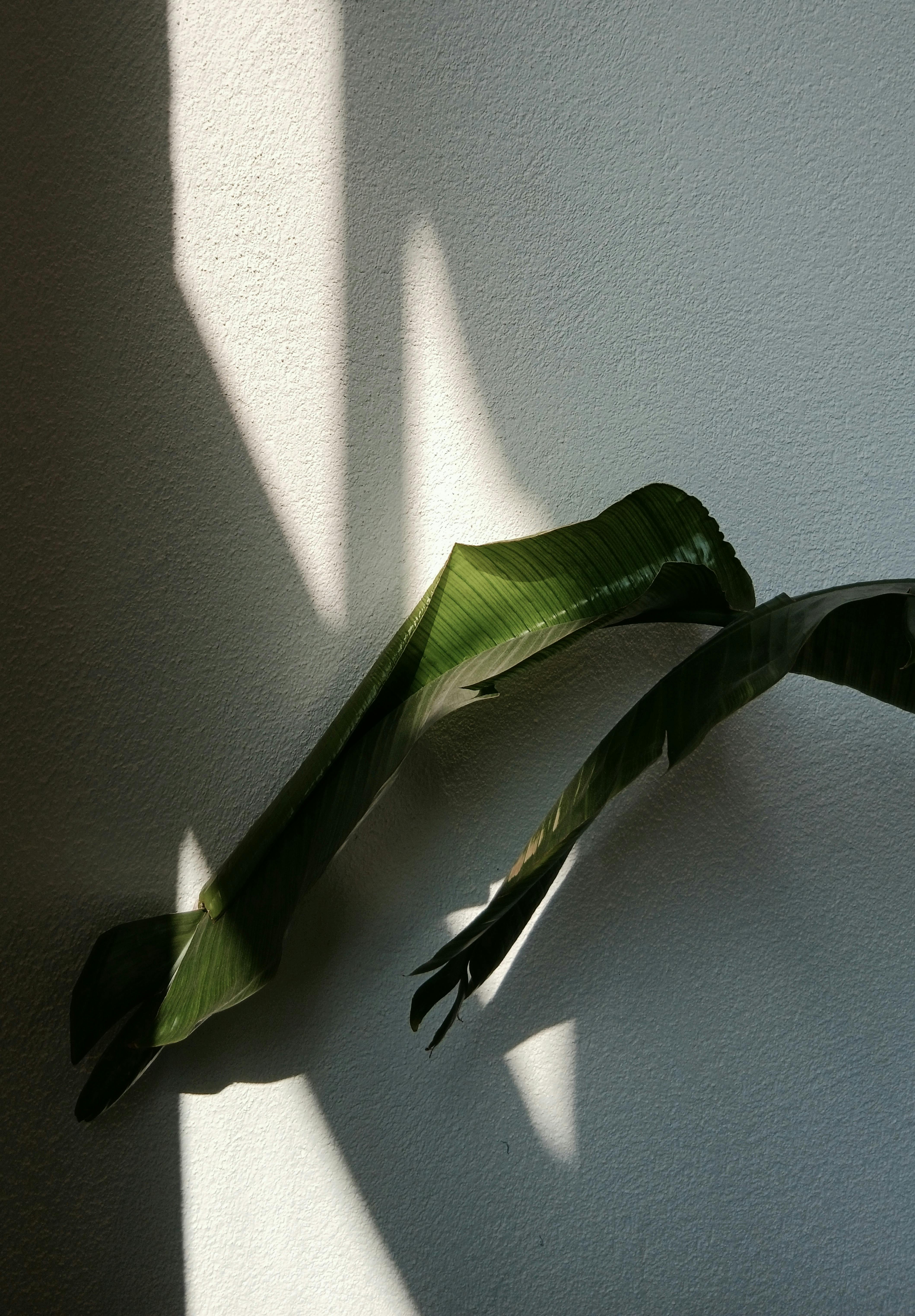 Kostnadsfria Konstnärlig bild av tropiska löv som kastar skuggor på en texturerad vägg och skapar en lugn och naturlig atmosfär. Stock foto