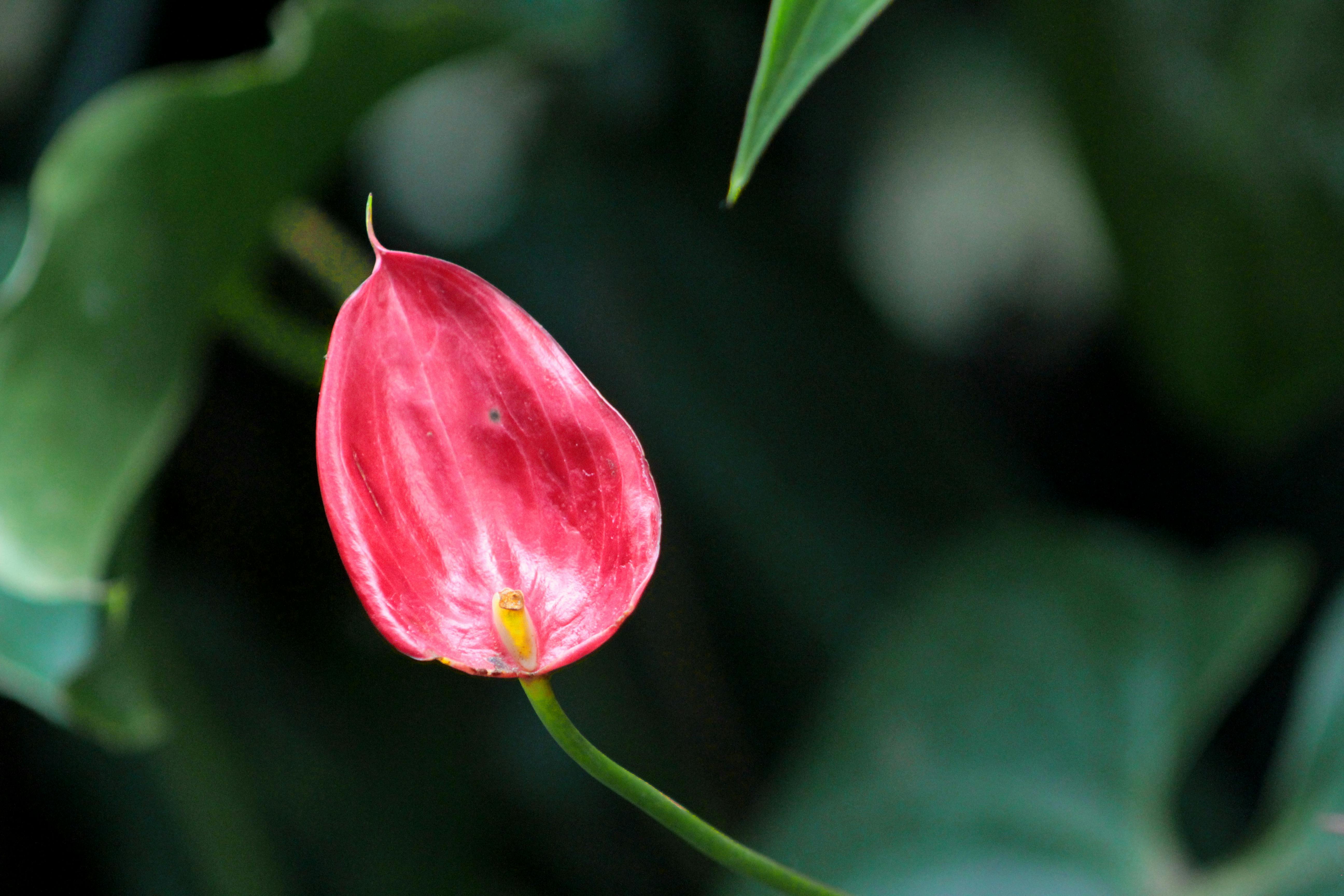 Jardin tropical luxuriant