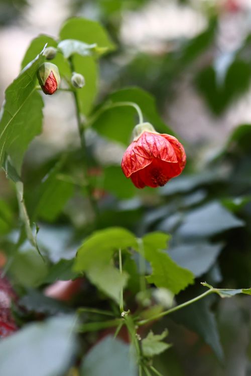 Free Vibrant red Abutilon flower with green leaves, ideal for nature and botanical themes. Stock Photo