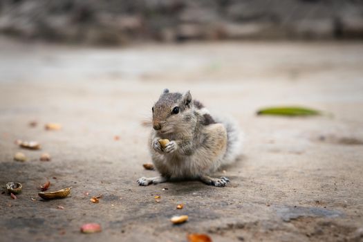 hamster photo