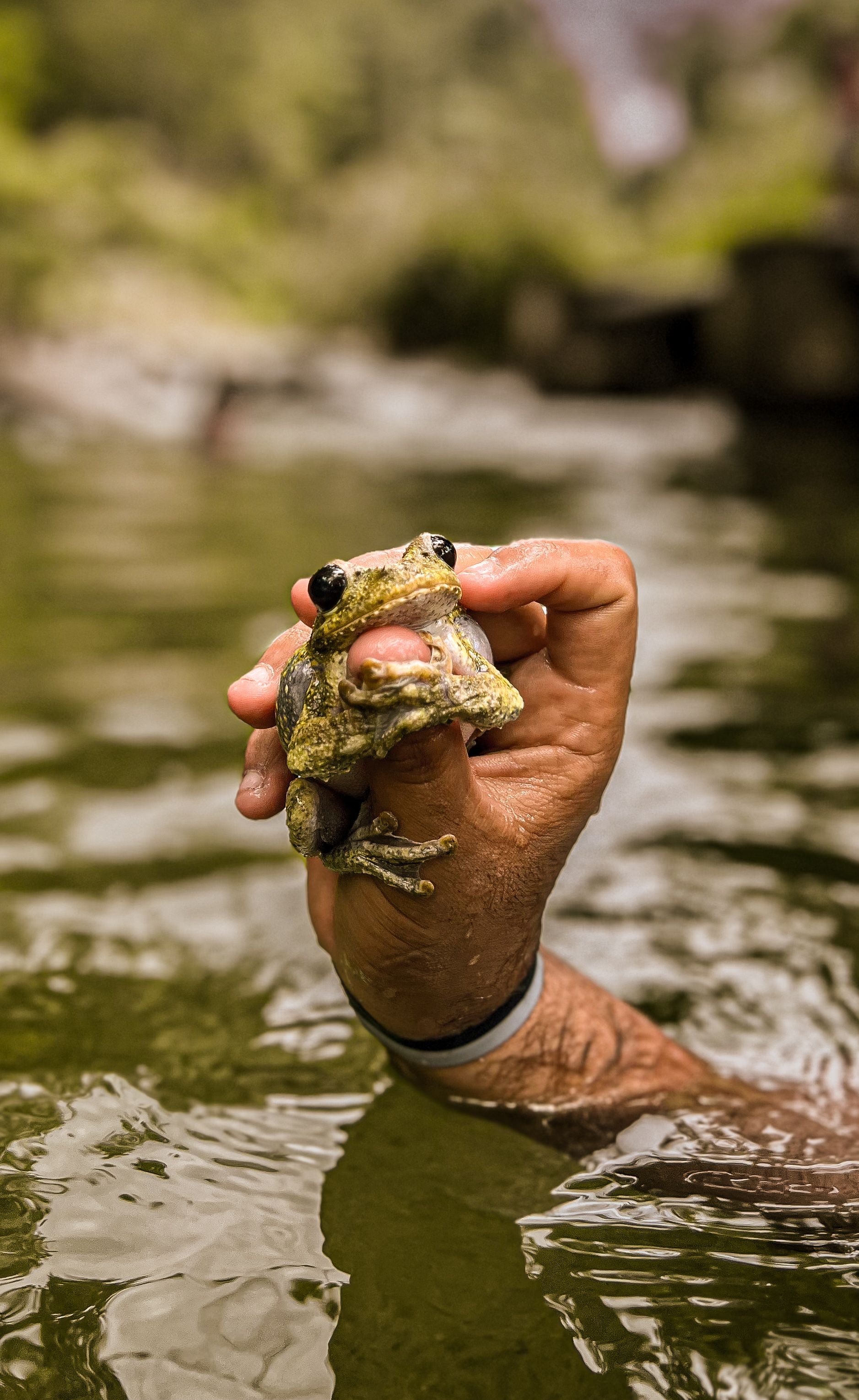 Hand holding a frog in a serene river habitat · Free Stock Photo