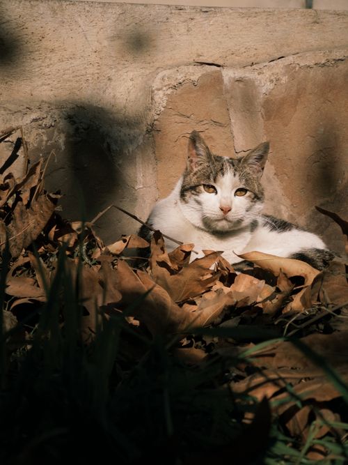 Free Adorable cat relaxing in a pile of autumn leaves with a warm, natural backdrop. Stock Photo