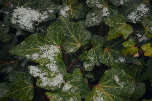 Free Close-up of ivy leaves dusted with snow, capturing the serene beauty of winter foliage. Stock Photo