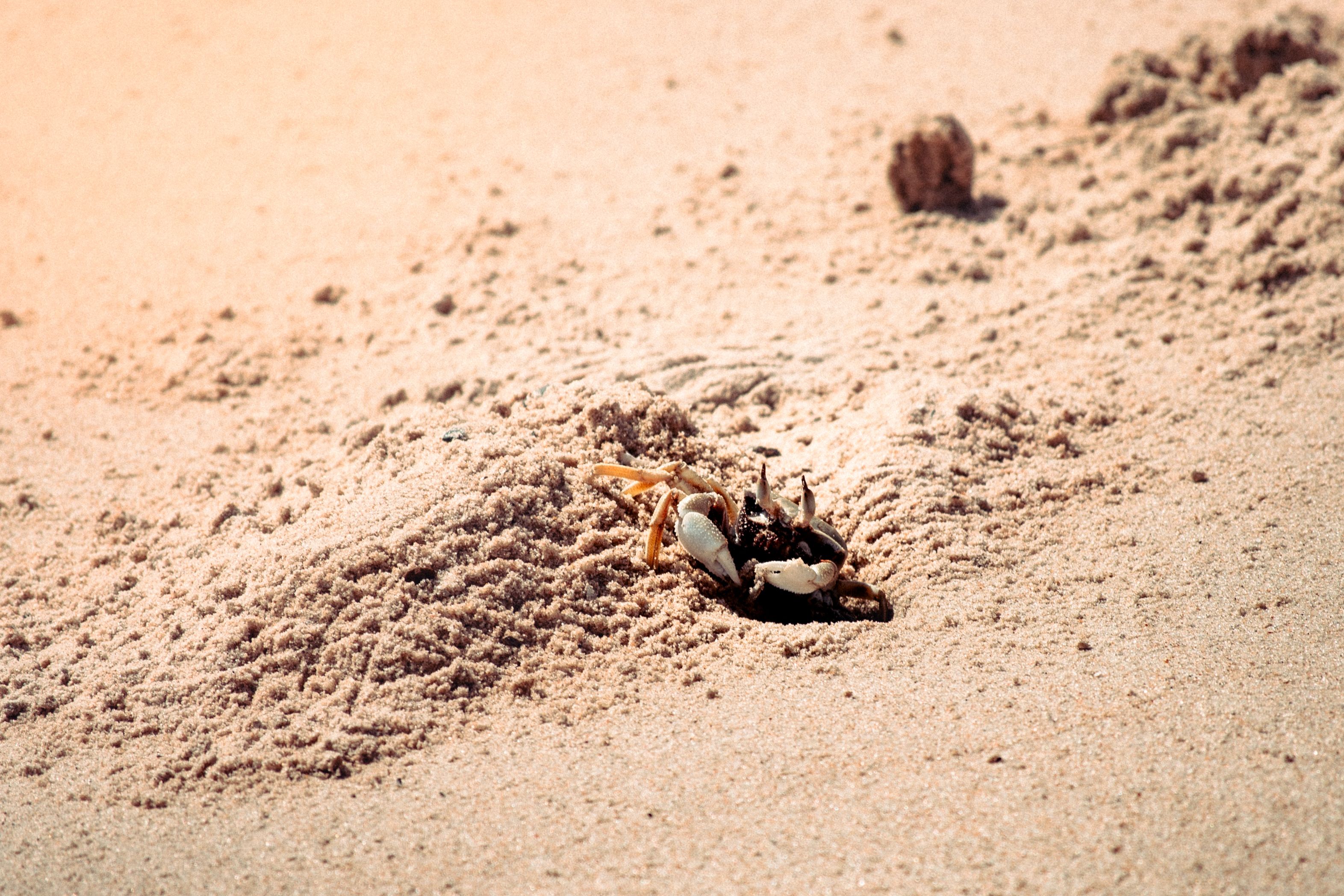 A small crab on a sandy beach creating a burrow, captured under bright sunlight.