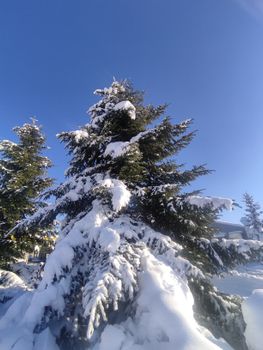 Stunning view of snow-laden pine trees against a bright blue winter sky.