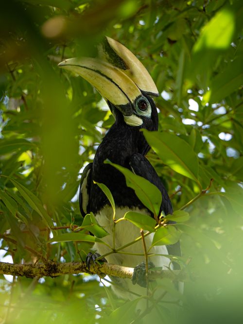 Free Close-up of an Oriental Pied Hornbill surrounded by green leaves, basking in sunlight. Stock Photo