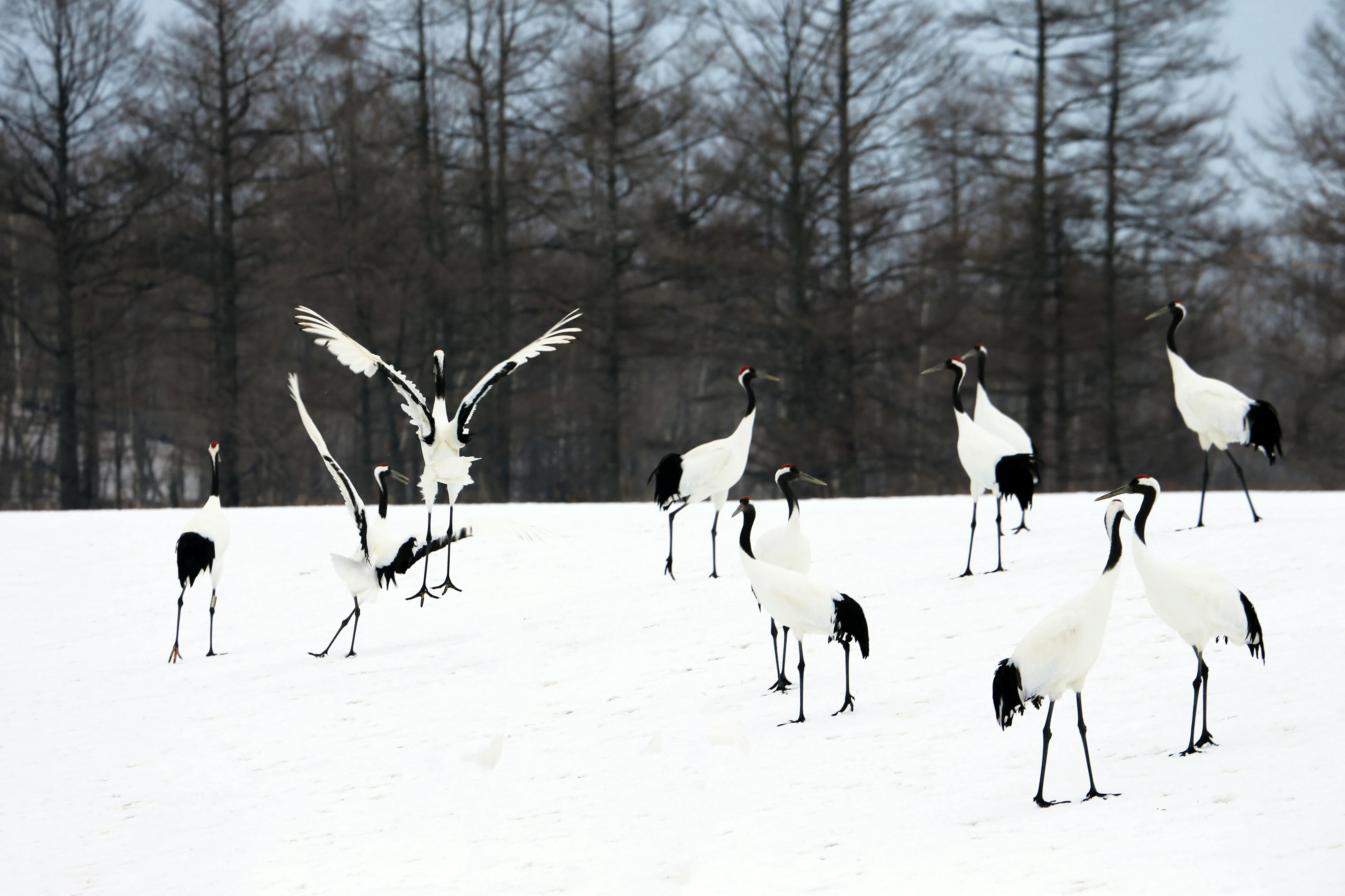 Red-Crowned Crane Winter Feeding — Kushiro Japan