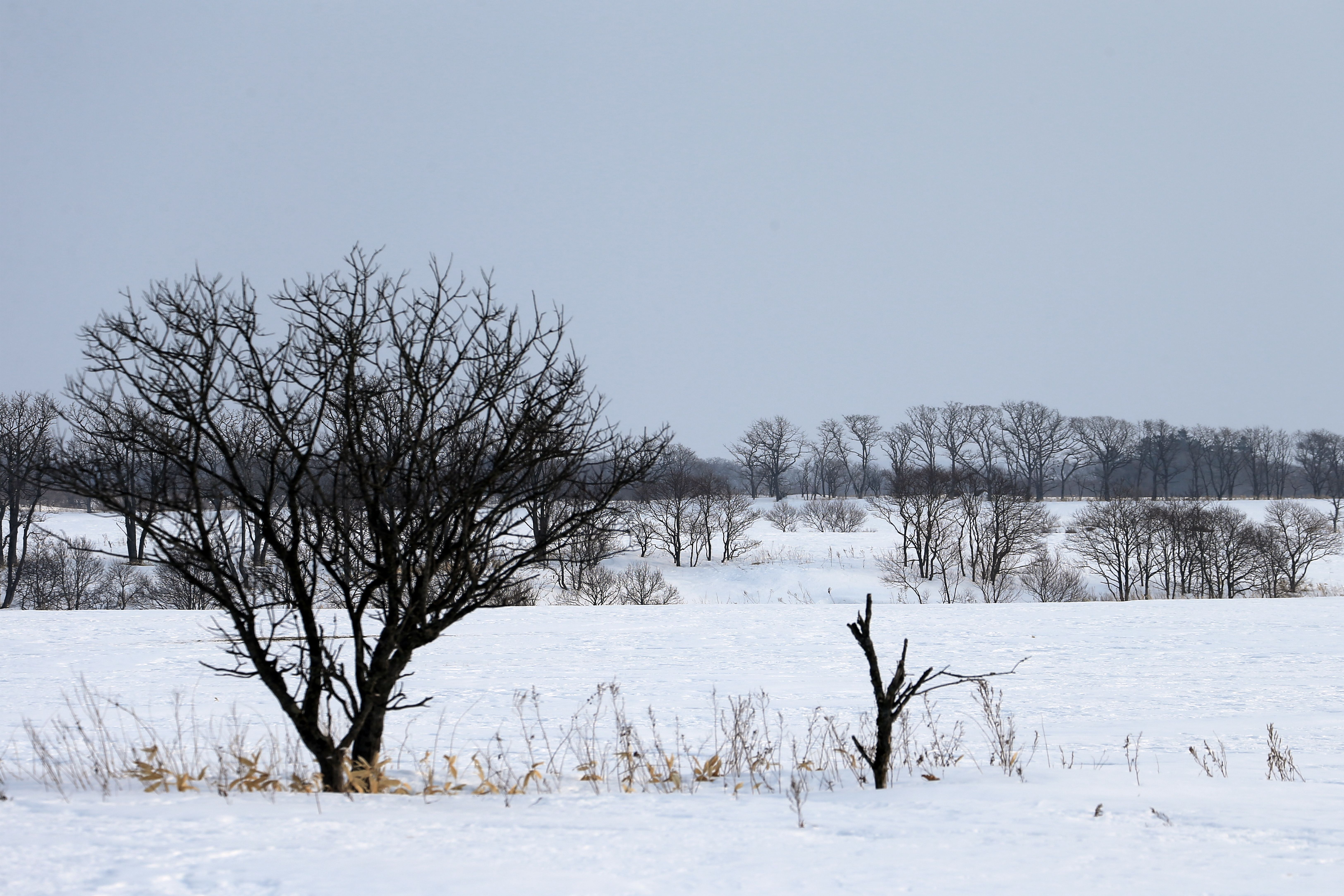 Snowy Winter Landscape with Bare Trees · Free Stock Photo