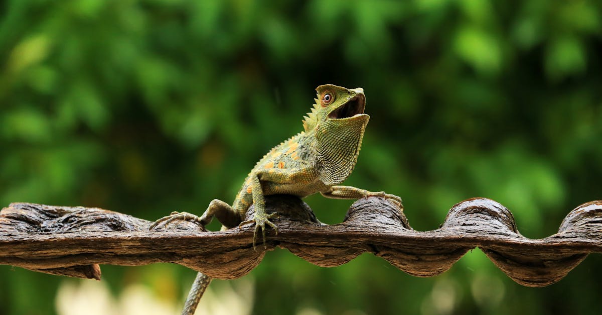 柯文哲的請求遭拒,國防預算再度陷入困境