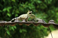 Colorful Chameleons on Rustic Roof