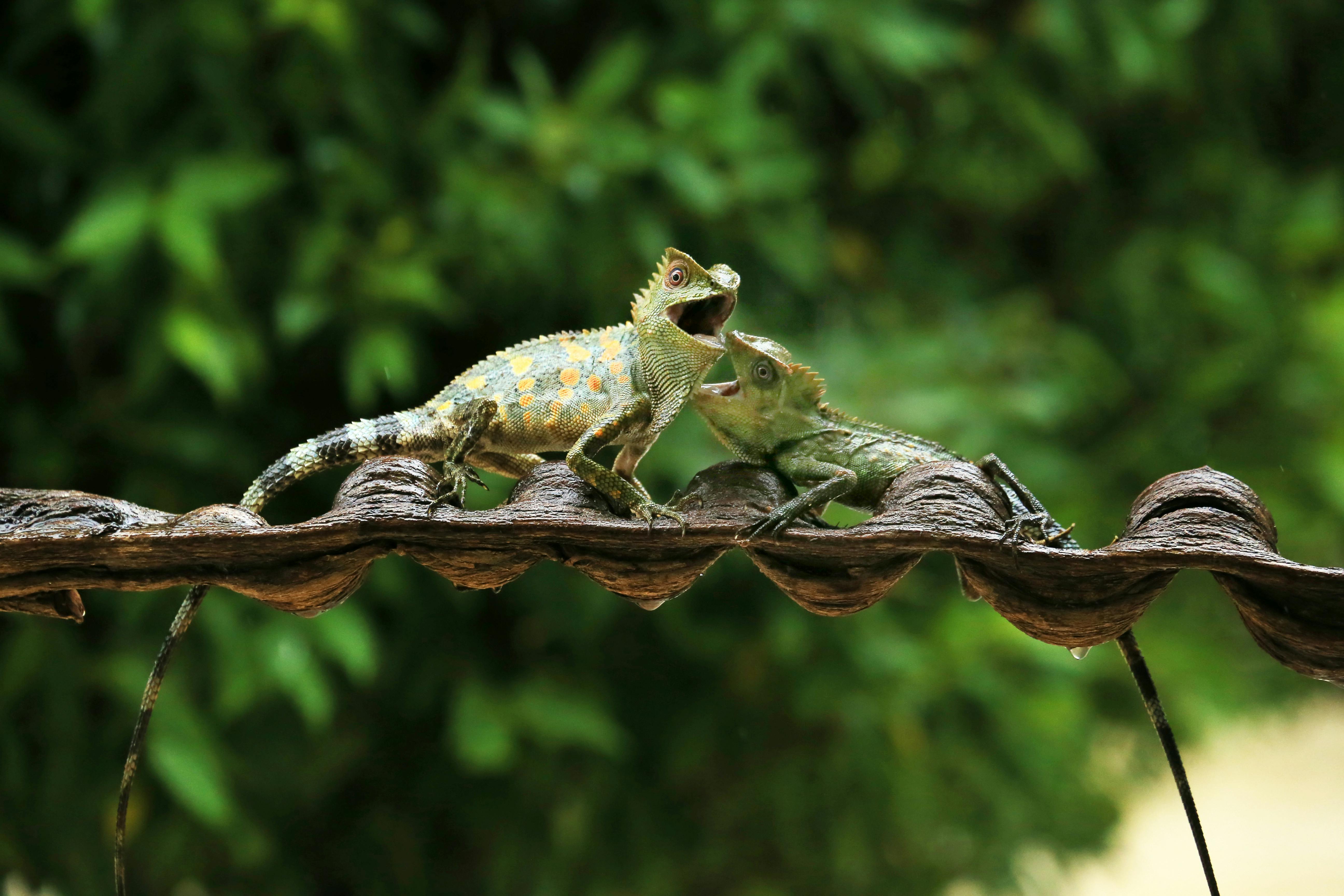 Colorful Chameleons on Rustic Roof