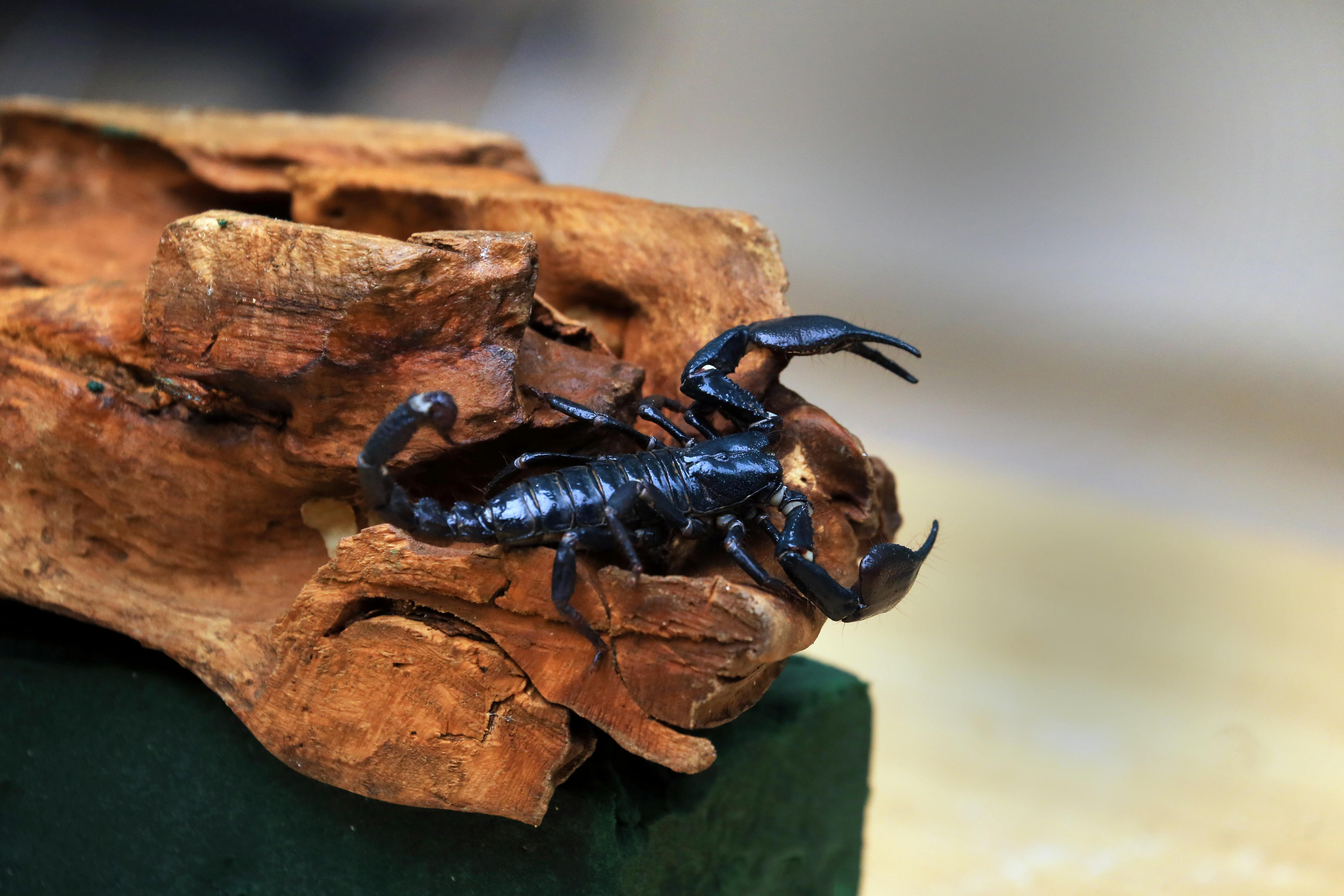 柯文哲的請求遭拒，國防預算再度陷入困境