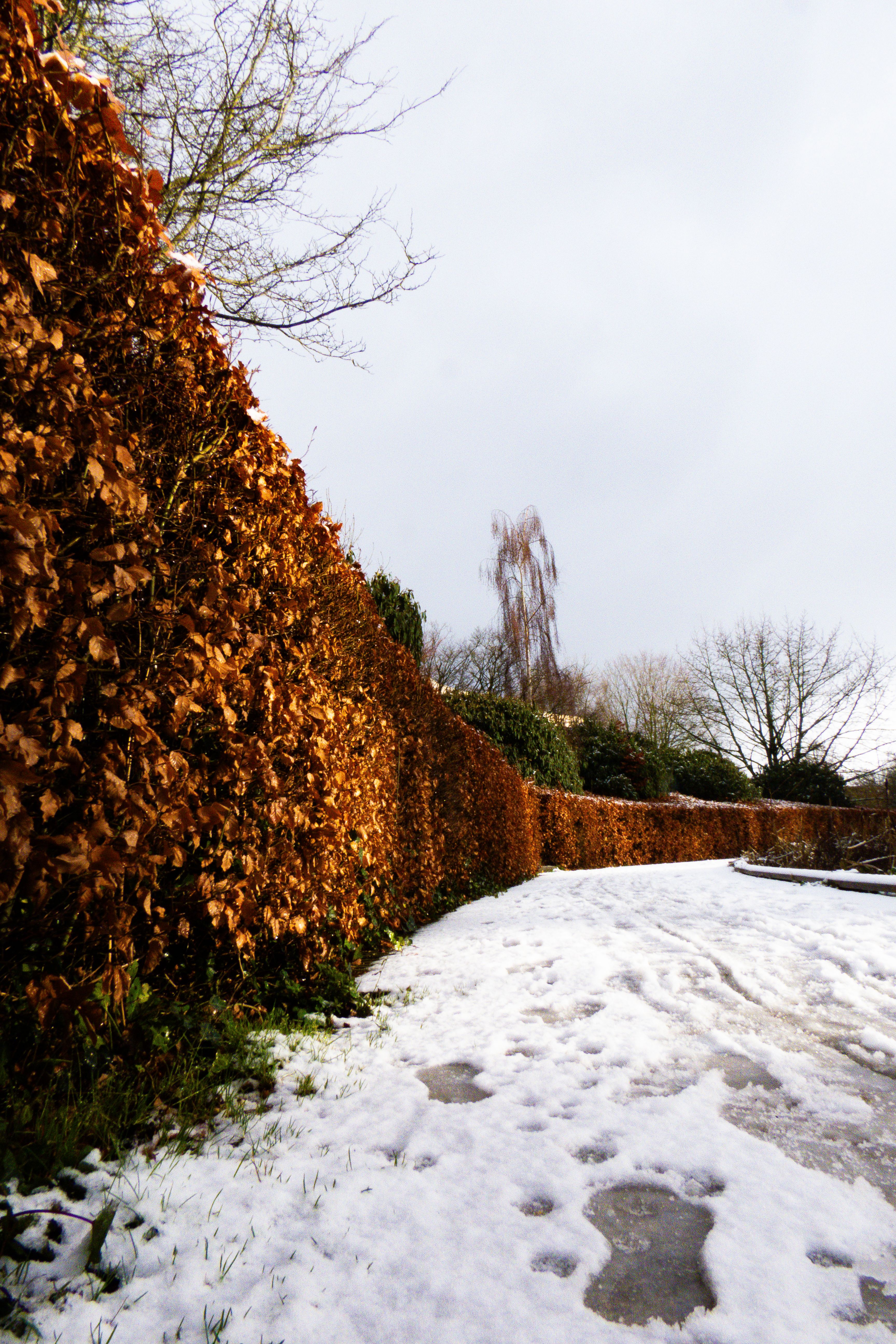 bare bottom hedge UK