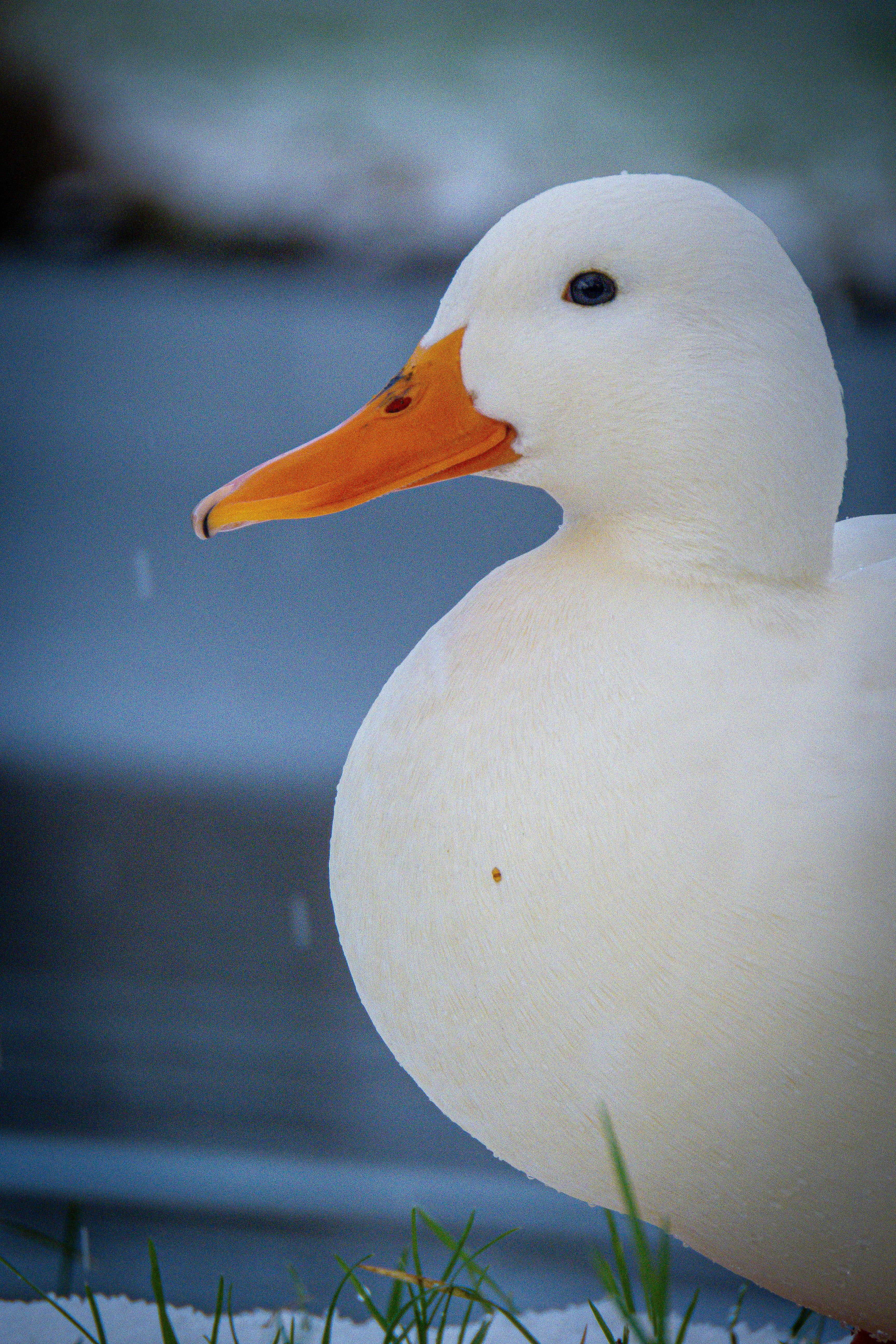 Ücretsiz Gölet kenarında turuncu gagalı beyaz bir ördeğin canlı yakın çekim fotoğrafı. Yaban hayatı fotoğrafçılığı ve doğa severler için mükemmel. Stok Fotoğraflar