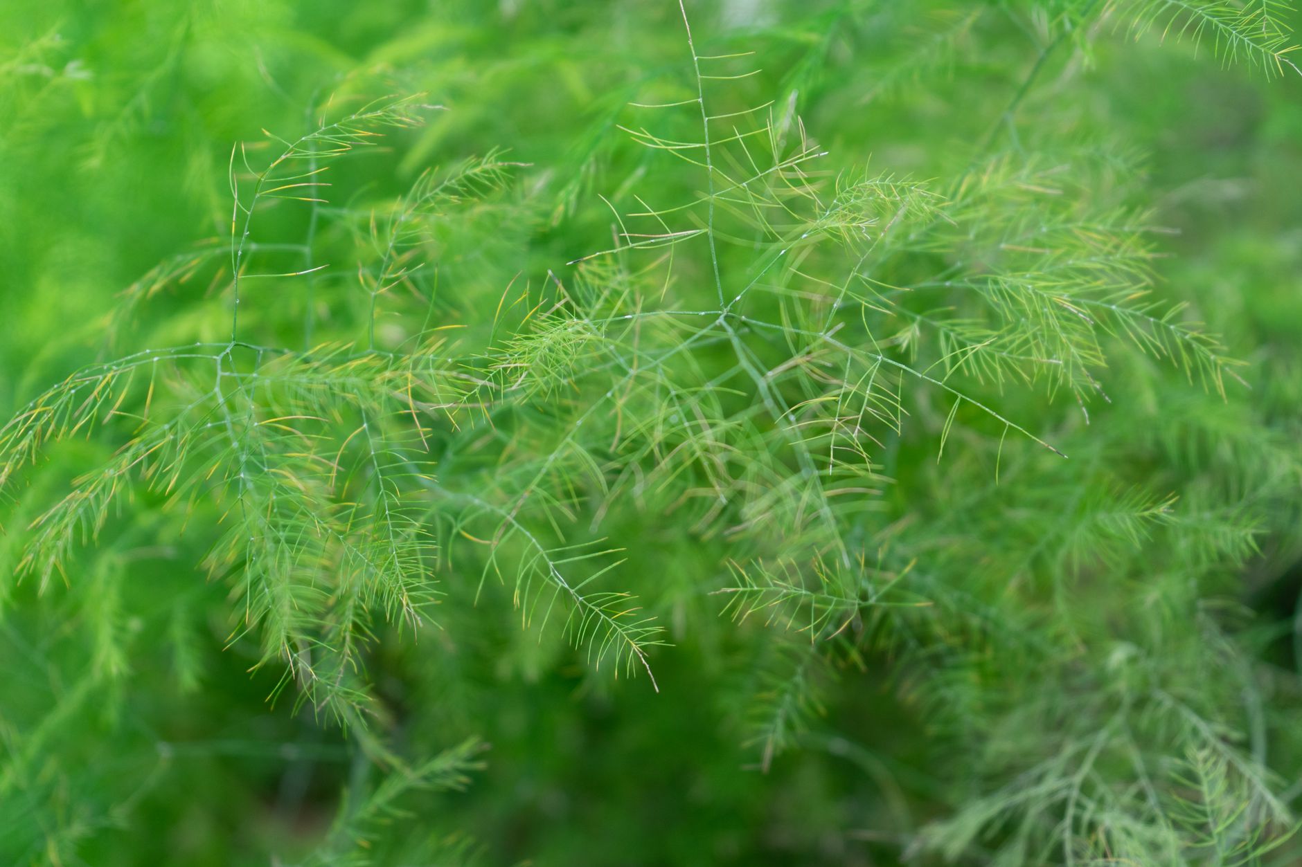 Sunlit Dill Garden Lush green dill plants thriving in a garden bed with sunlight filtering through leaves, indicating healthy growth.