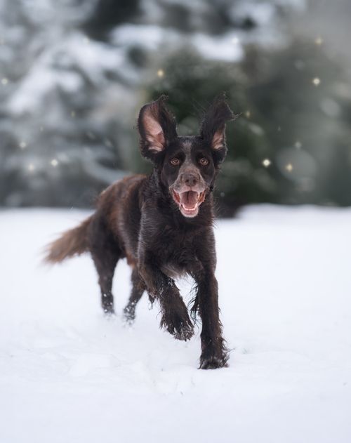 Free A joyful brown dog running through snow in a winter forest setting. Stock Photo