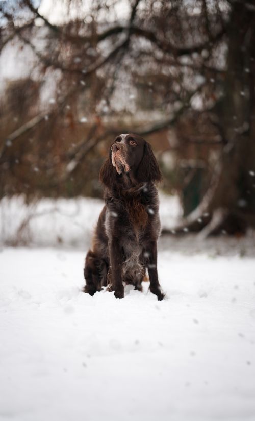 Free A brown dog sitting attentively in a snowy outdoor setting, evoking winter charm. Stock Photo