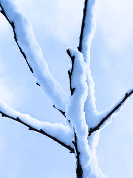 Close-up of tree branches covered in fresh snow against a bright sky.