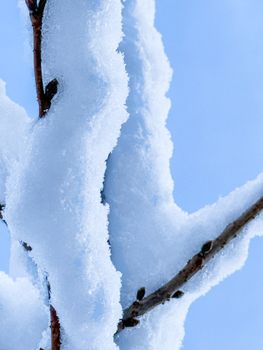 Detailed shot of a tree branch covered in snow against a clear blue sky.