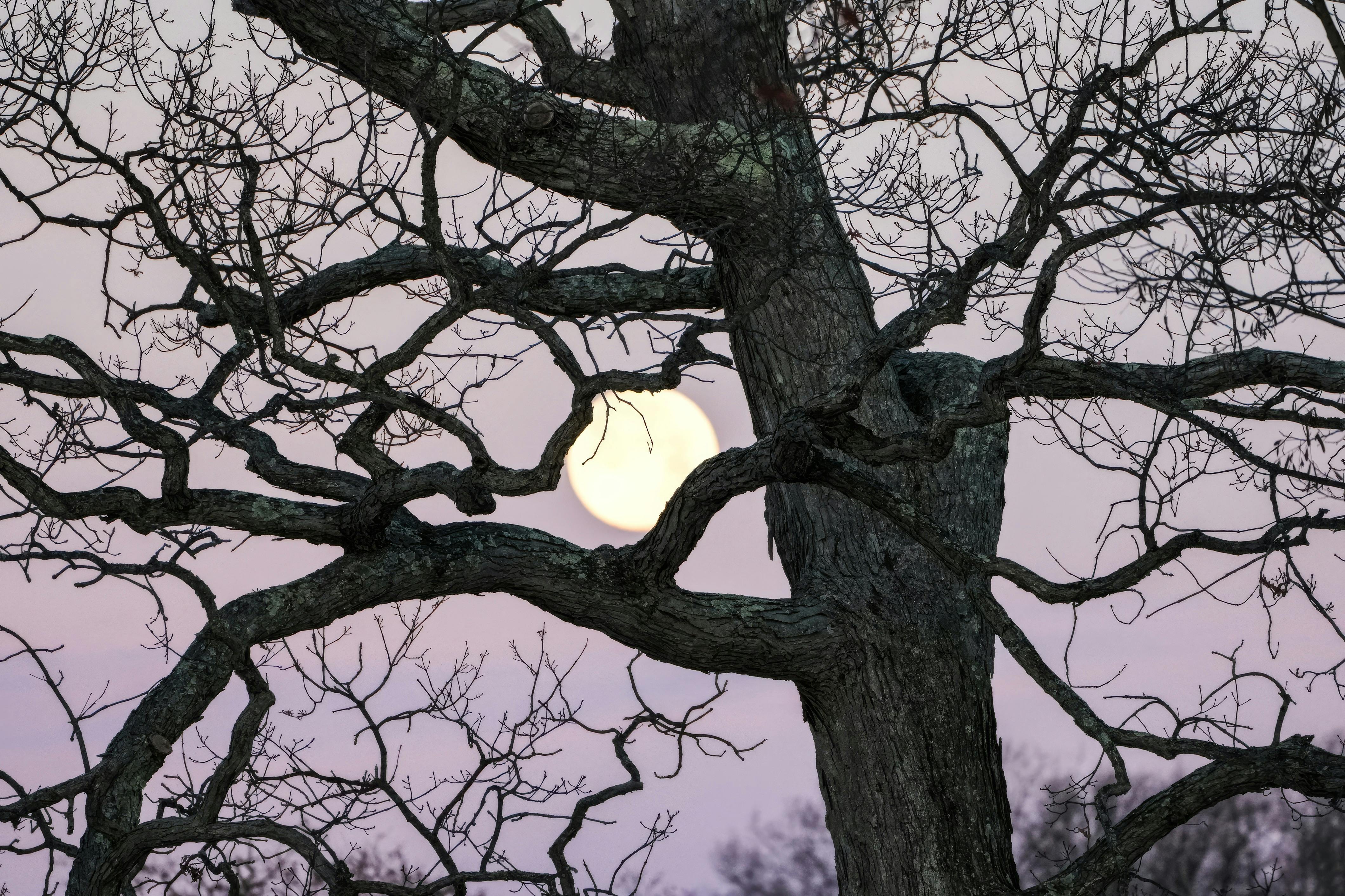 Dean Koontz - Winter Moon (V2.0)