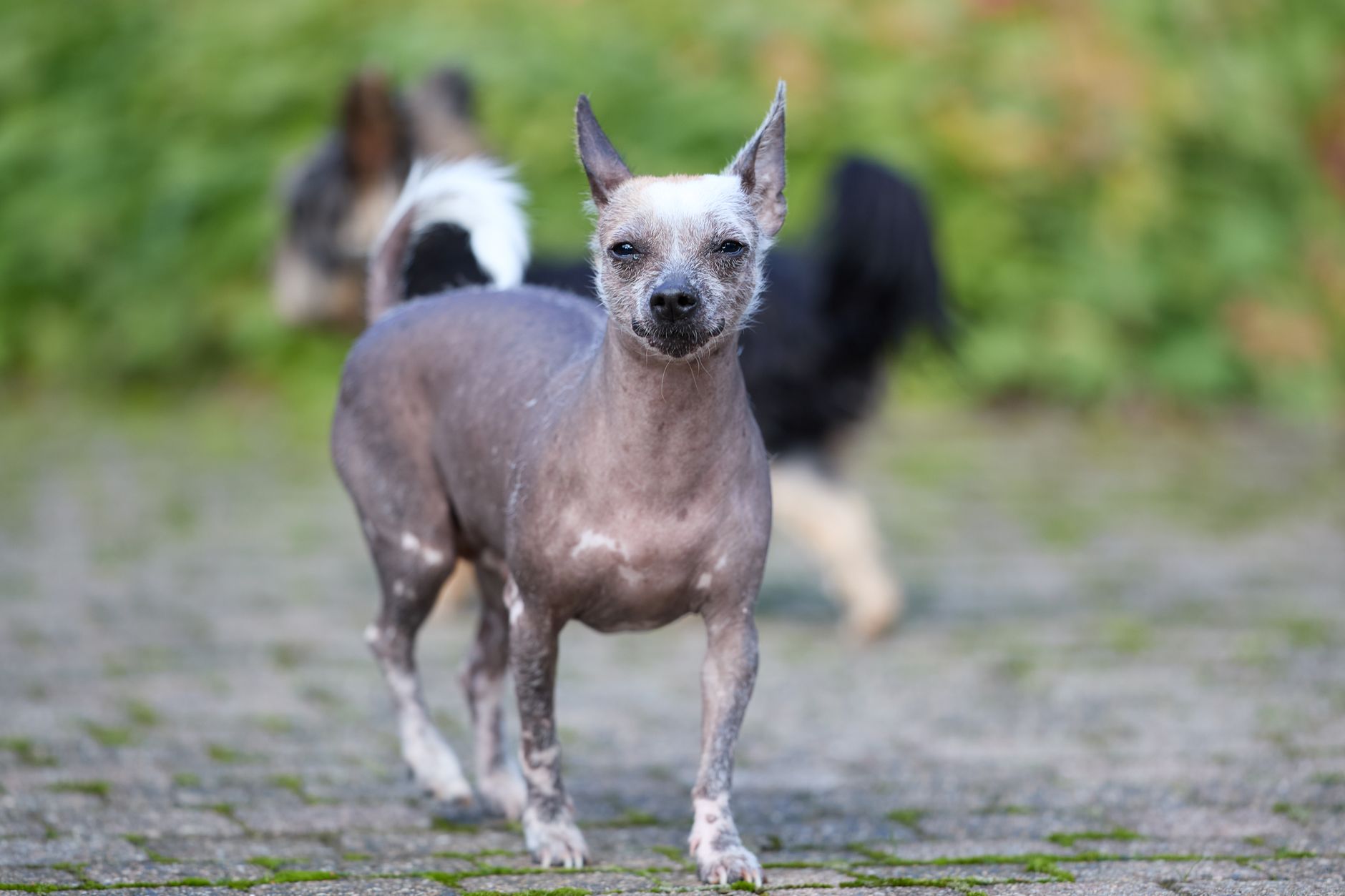 The Secret Healing Power of the Hairless Dog