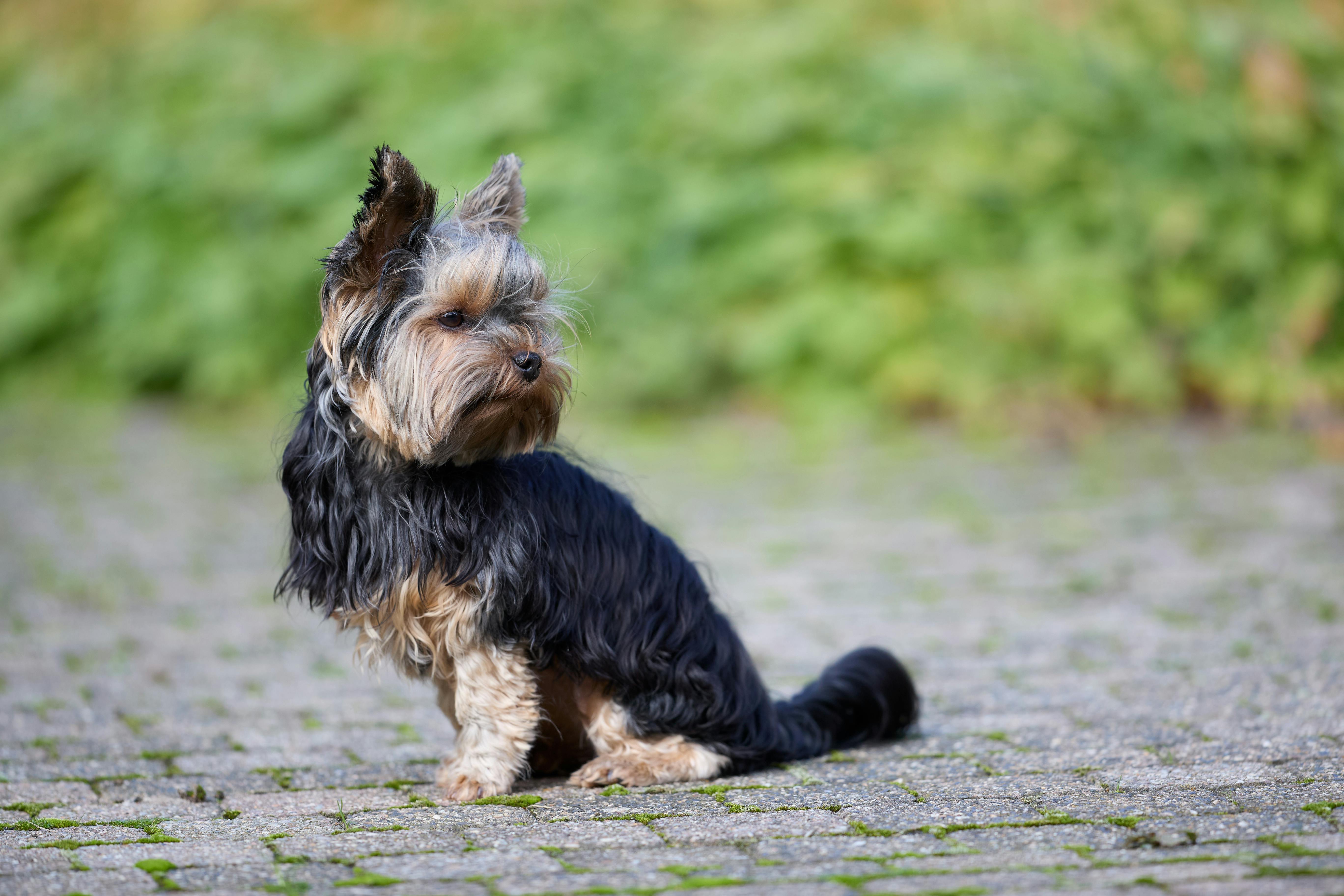 Counseling Companion