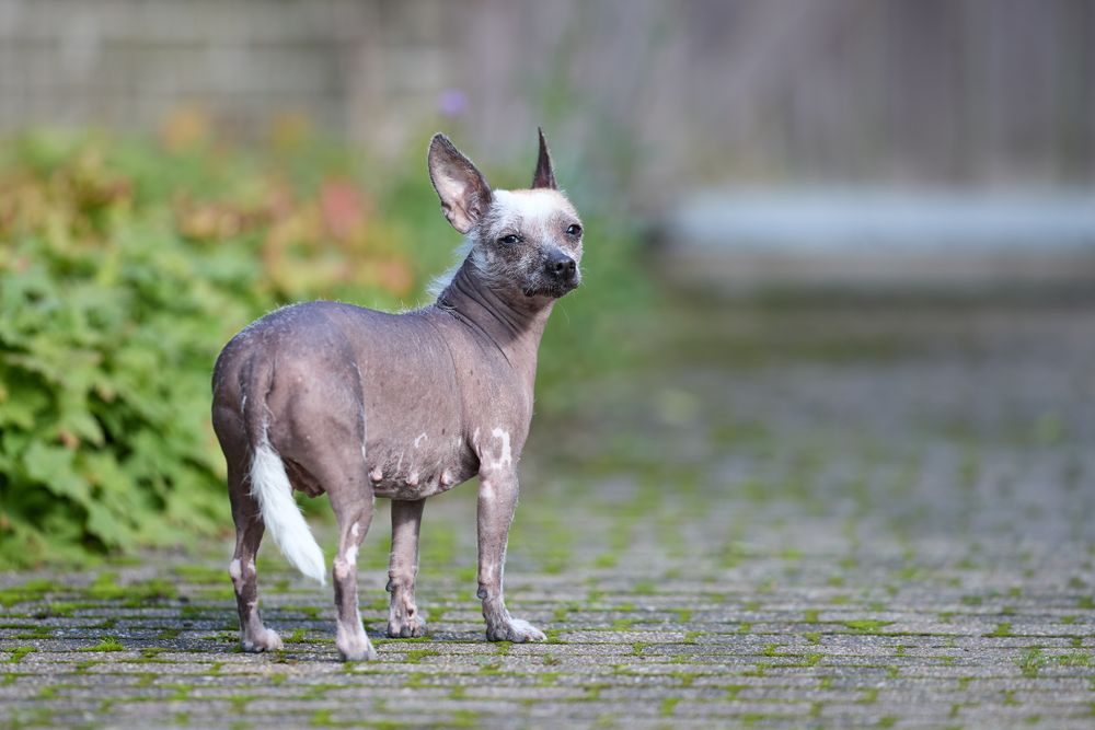 Hairless Peruvian Inca Orchid type dog standing on an outdoor pathway