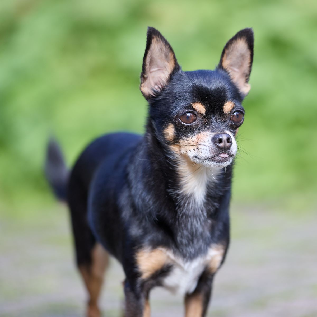 Chihuahua noir et feu debout, oreilles dressées