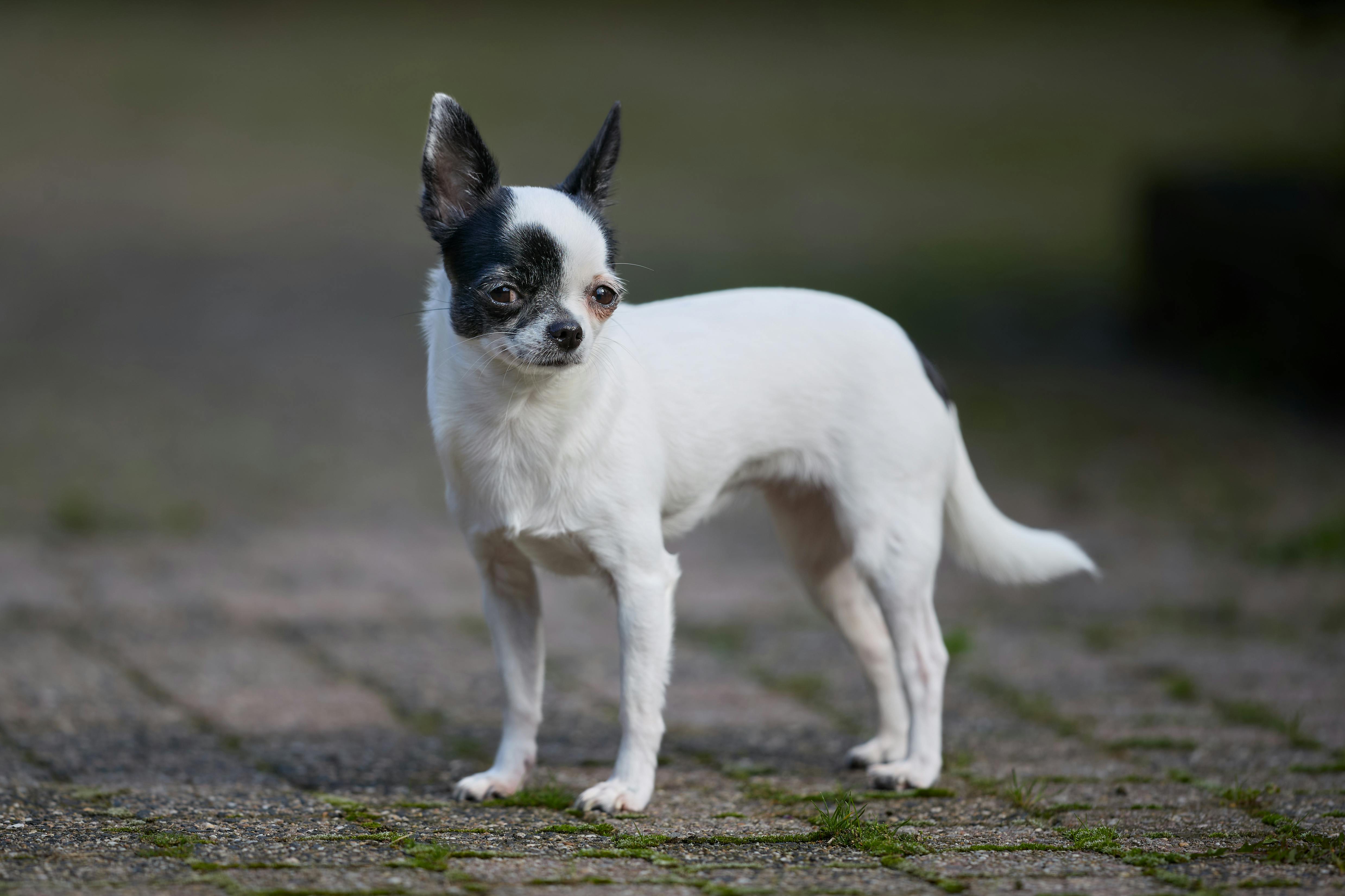 Counseling Companion