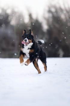 Energetic Bernese Mountain Dog joyfully running through snow, capturing winter playfulness.