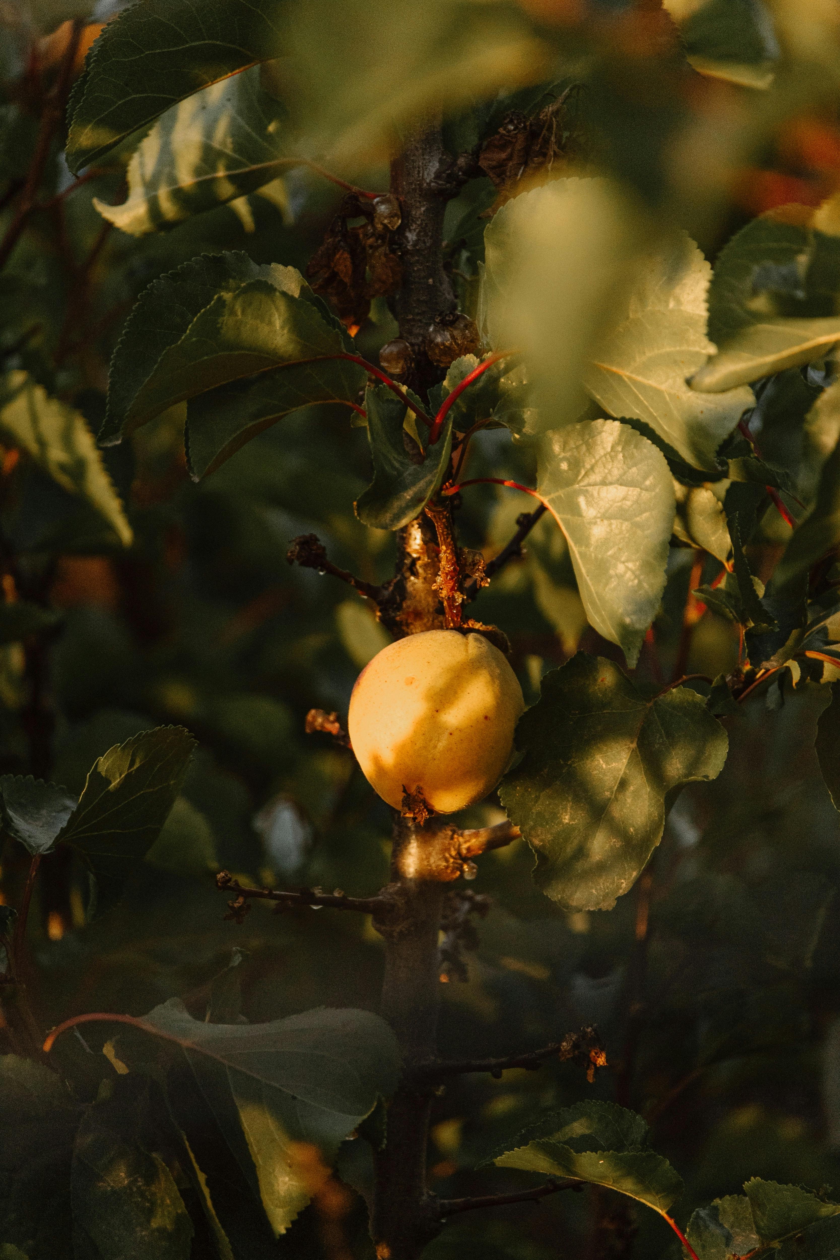 Gratis Et enkelt gyllent eple som henger på en gren omgitt av blader, fanget i varmt høstlys. Arkivbilde