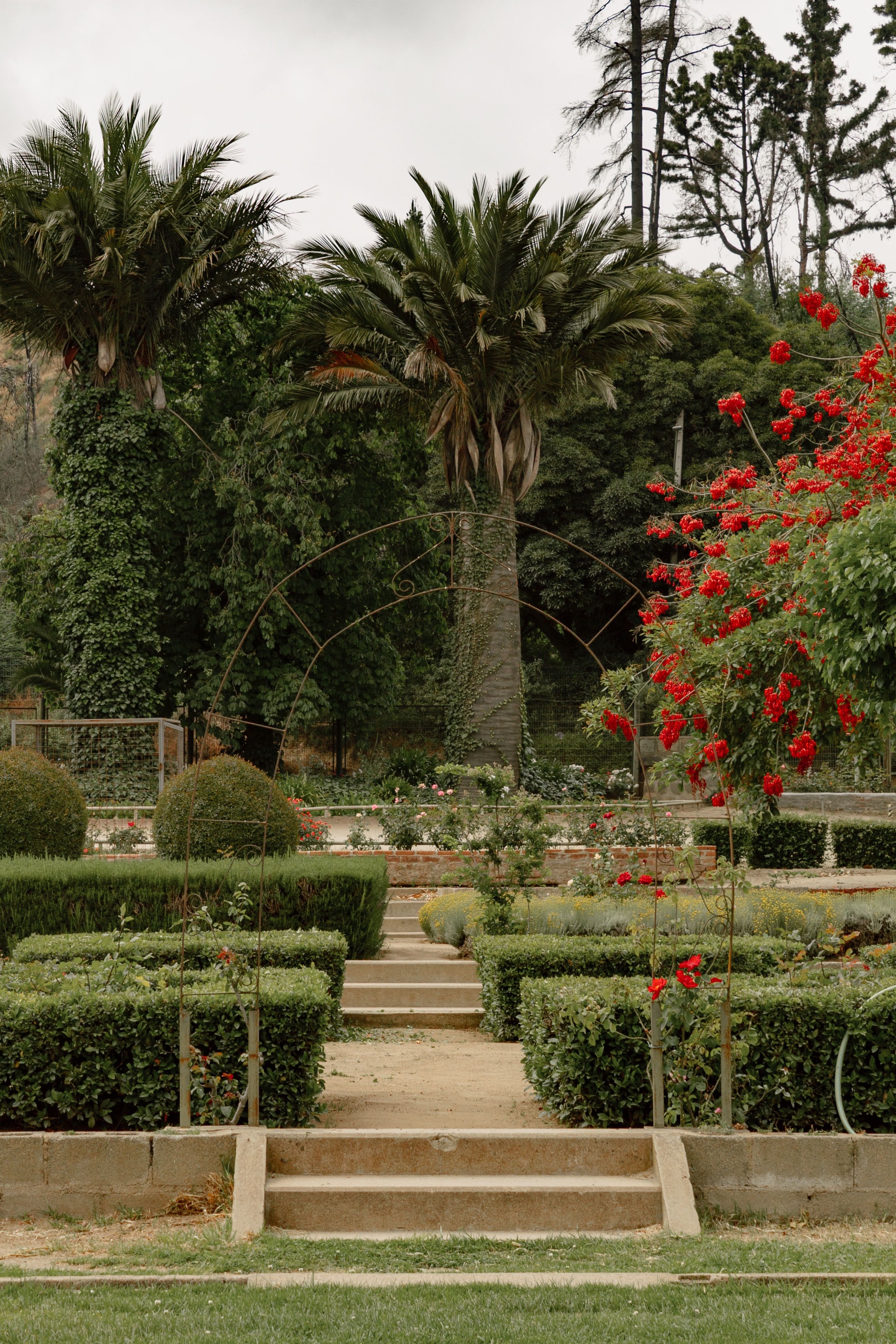 Lush Garden with Palm Trees and Red Flowers · Free Stock Photo