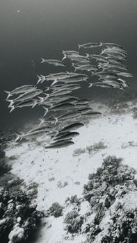 Black and white photo of a barracuda shoal swimming over coral reefs in Dahab, Egypt.