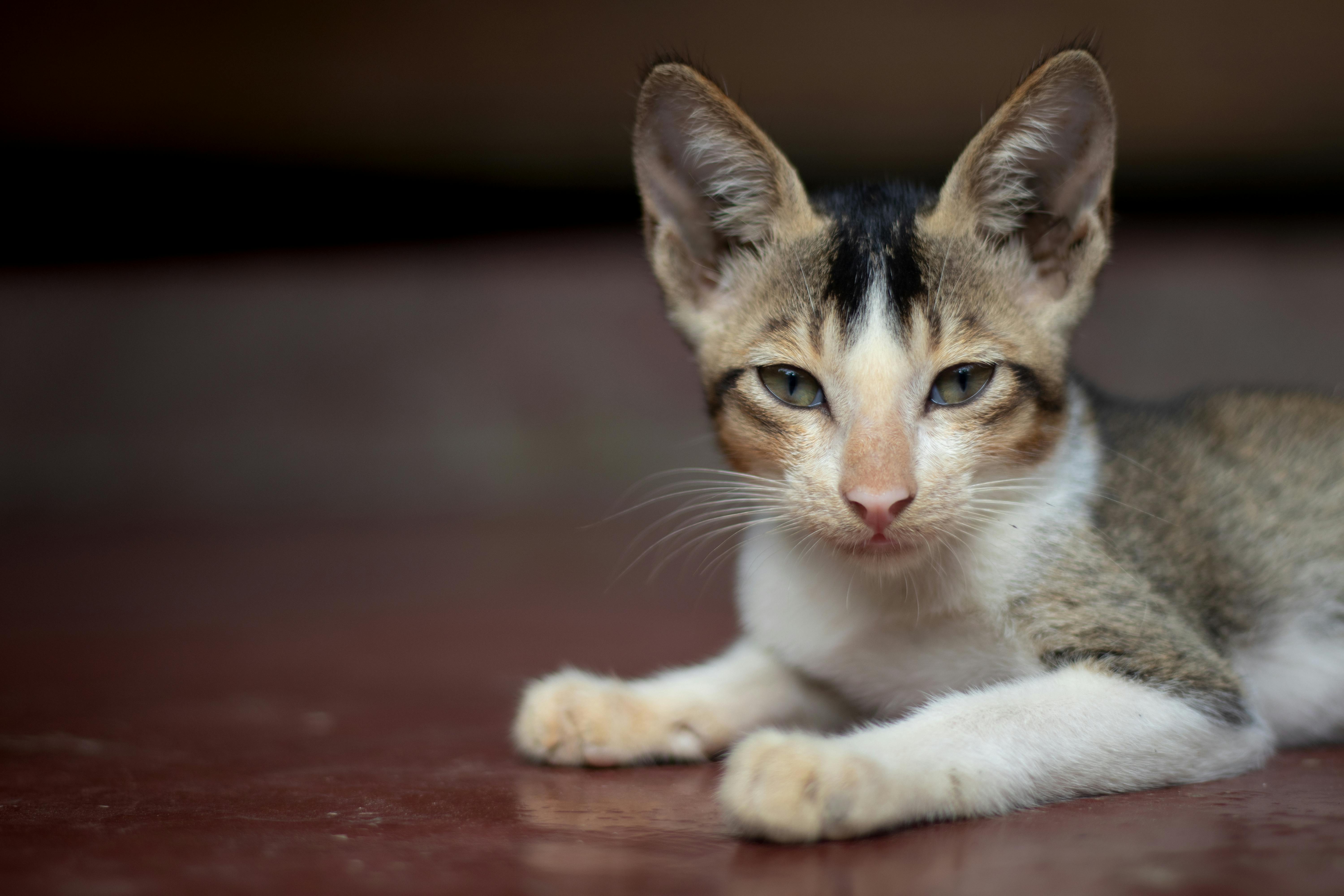 Free stock photo of 2026, adorable cat, animal