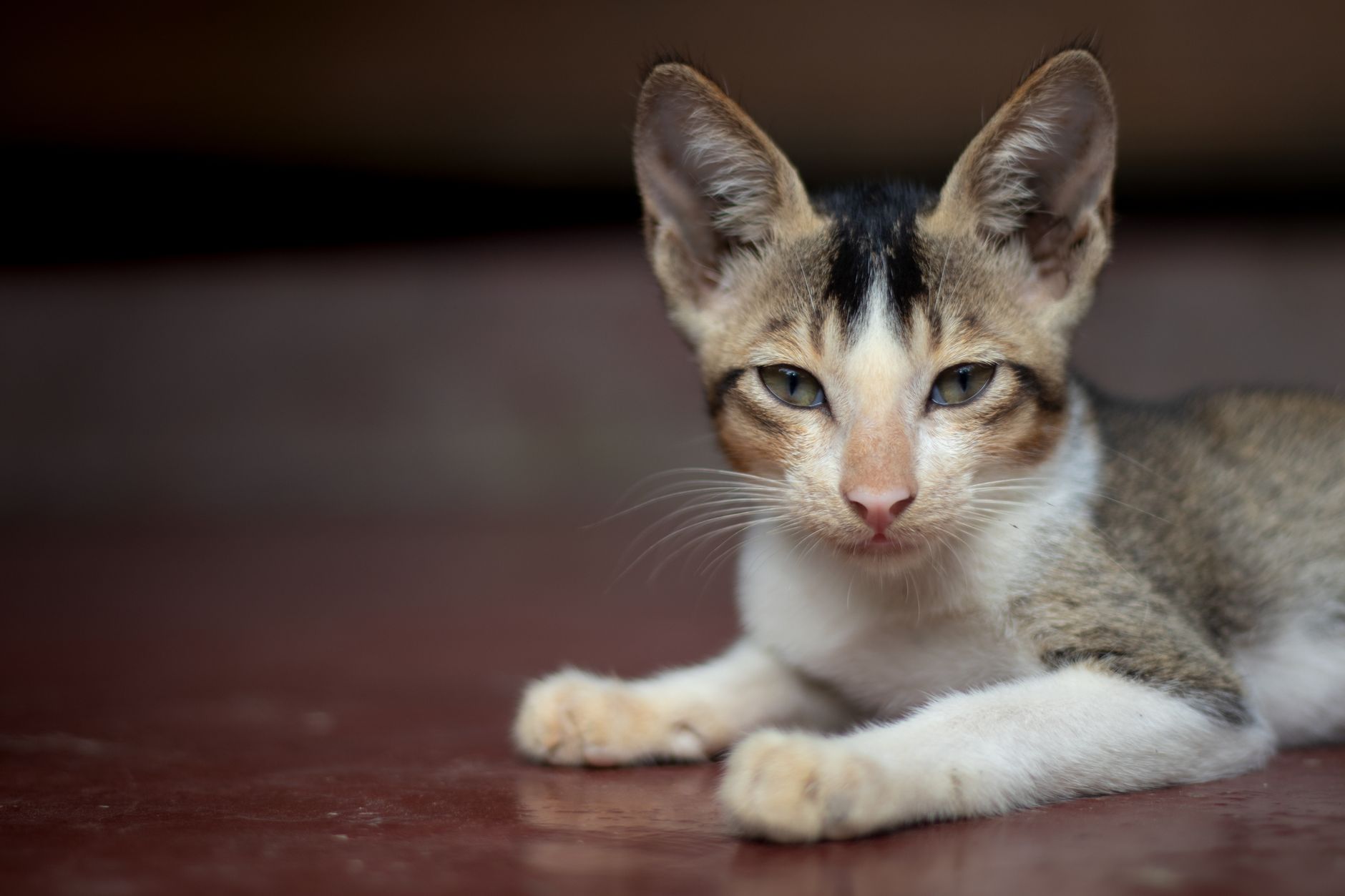 Veterinary care for a cat