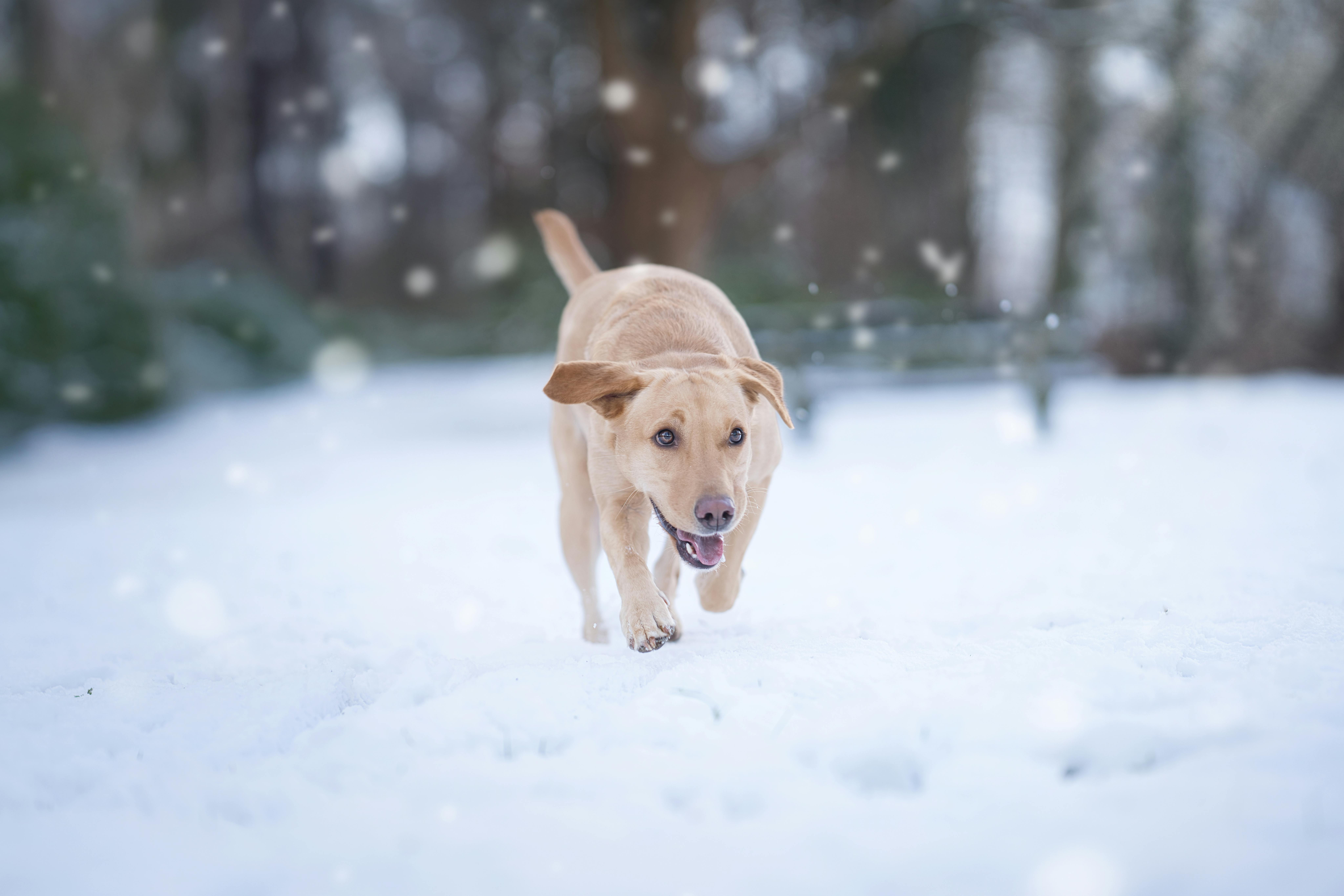Farmaci per Animali: La Rivoluzione dei Farmaci "Umani"