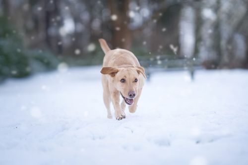 Free Cheerful Labrador dog running through a snowy forest, capturing joy and winter fun. Stock Photo