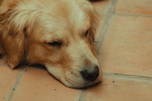 Idee e costumi di Halloween per il tuo cane e il tuo gatto