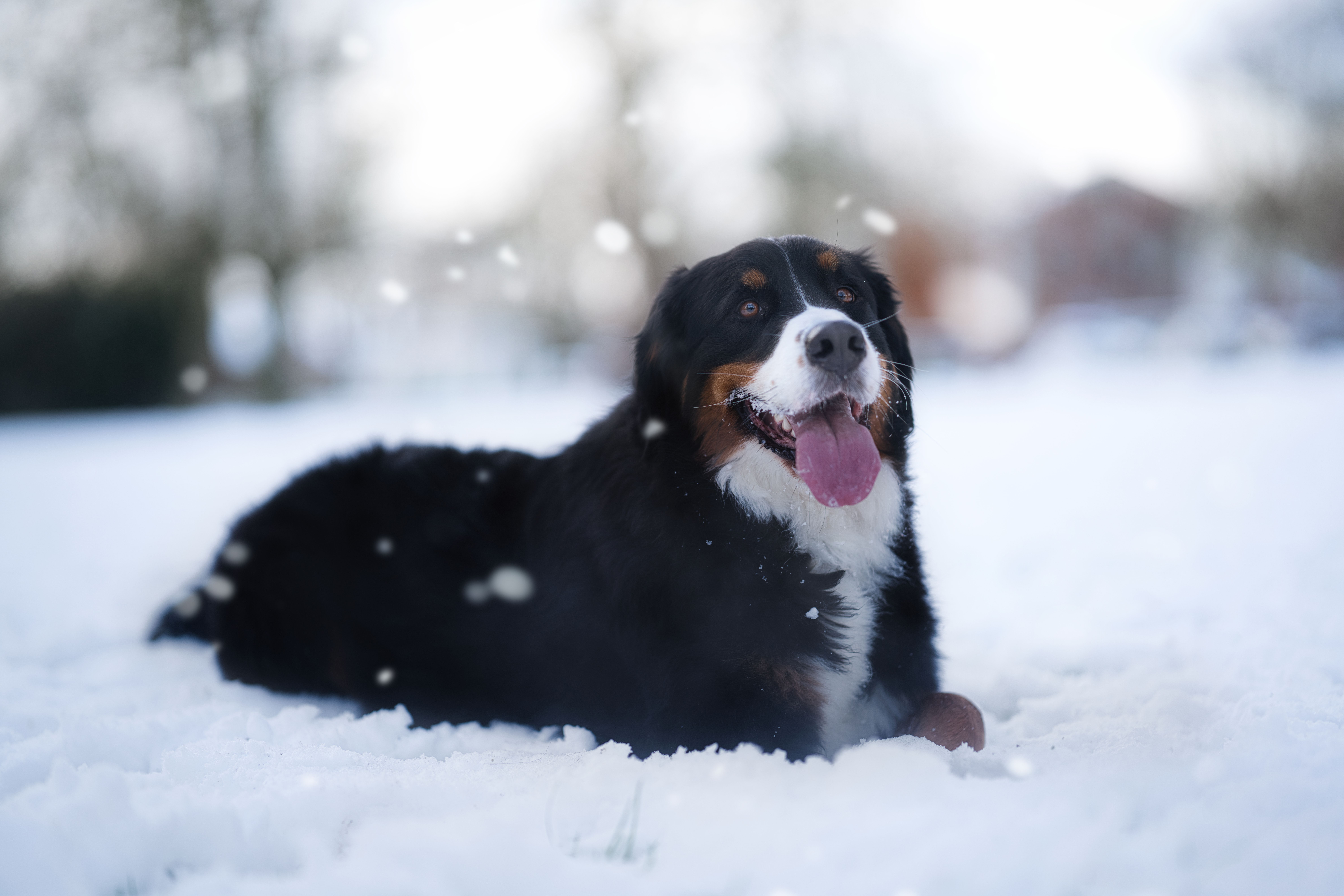 3. The Bernese Mountain Dog