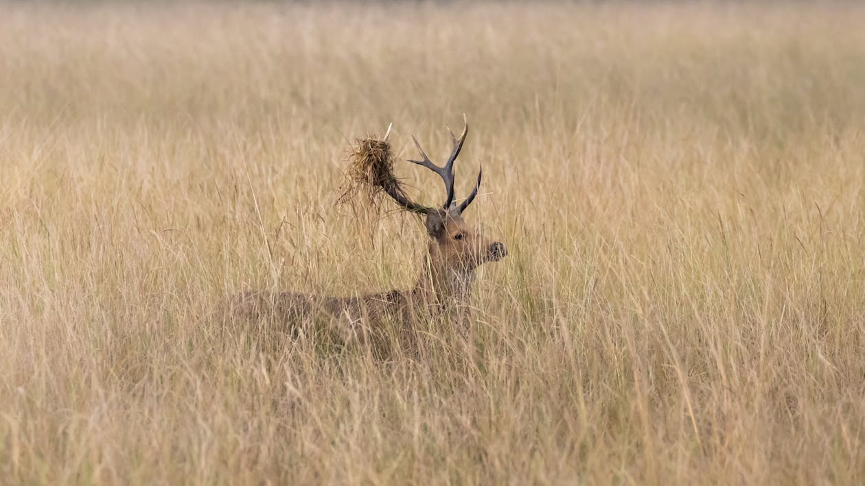 Free stock photo of animal, antlers, cold