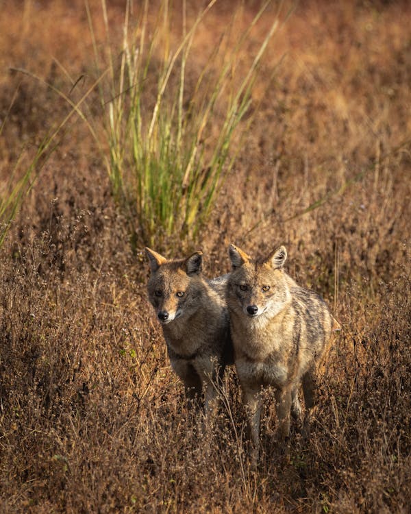 Two Brown Wolves